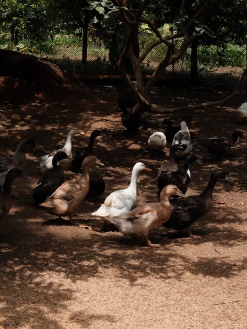 a few photos from last year’s adventures. can’t wait to be home. 🌾