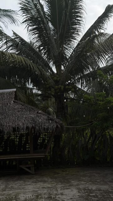 life in the province. wet markets over supermarkets any day 🍃🌴🌞🌾✨🦎🐟

📍
san dionisio, iloilo
philippines

#islandlife #philippines #provincelife #life #slowliving
